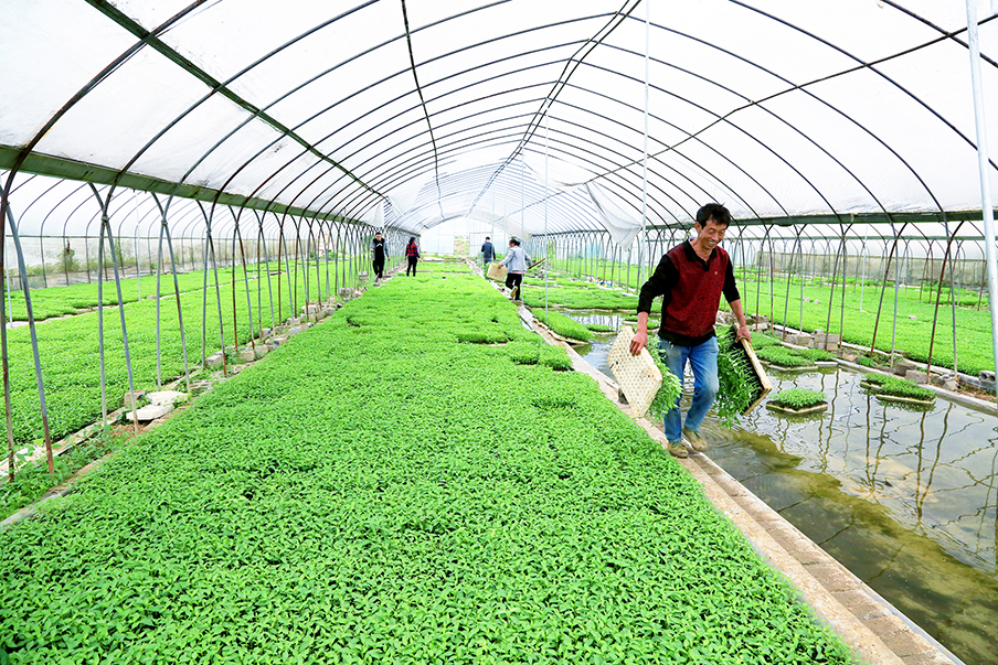 遵義市播州區辣椒（蔬菜）商品化育苗中心建設項目招商方案