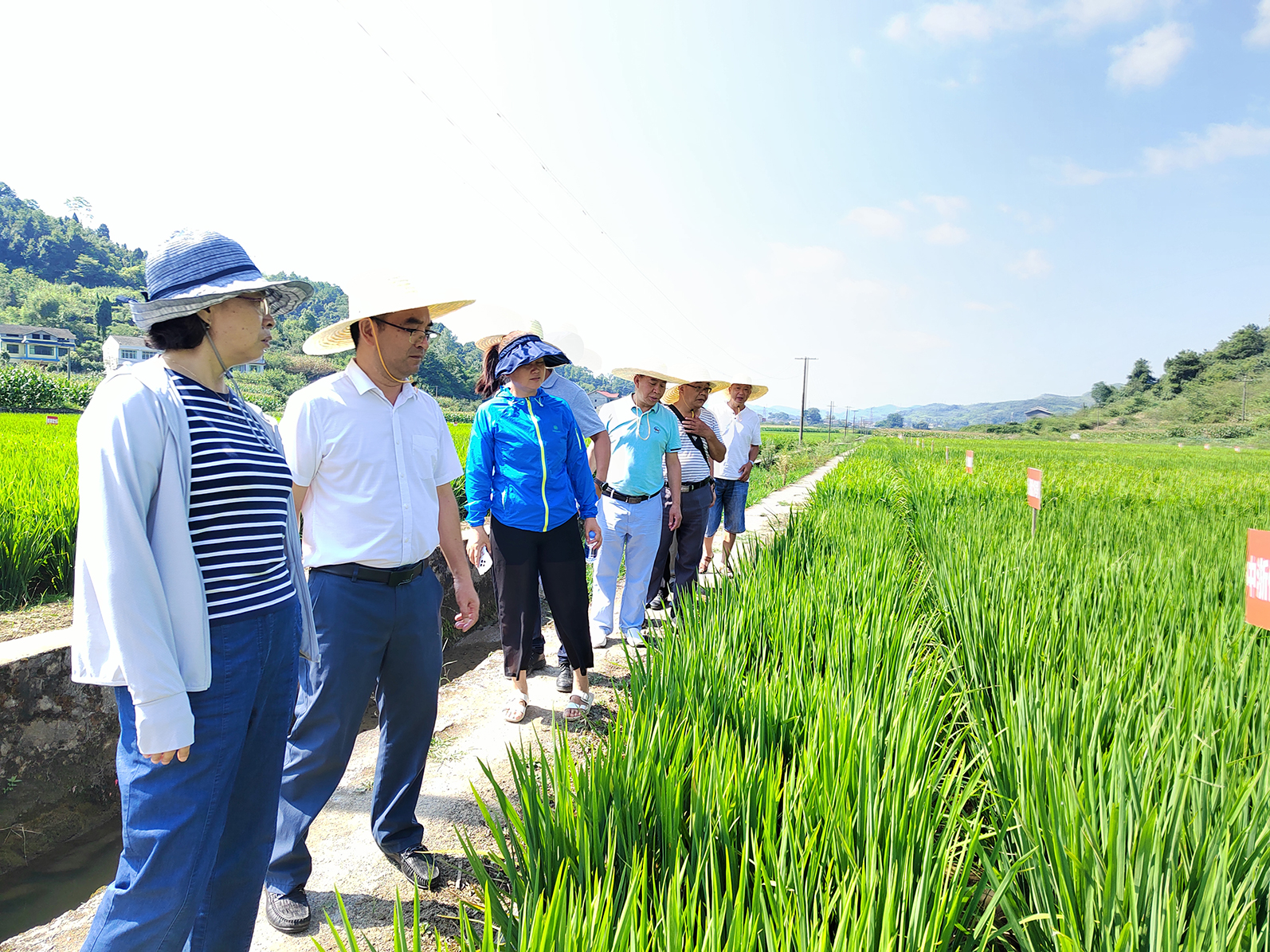 【農(nóng)投動態(tài)】| 貴州省種子管理站站長張鐘億到播州國際辣椒產(chǎn)業(yè)園調研基地產(chǎn)業(yè)發(fā)展工作